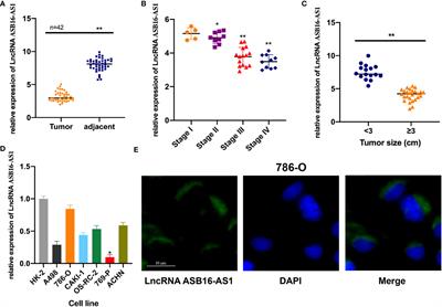 Downregulation of the lncRNA ASB16-AS1 Decreases LARP1 Expression and Promotes Clear Cell Renal Cell Carcinoma Progression via miR-185-5p/miR-214-3p